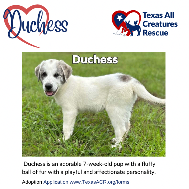 Dog for Adoption Duchess, a Great Pyrenees in Lakeside, TX Alpha Paw