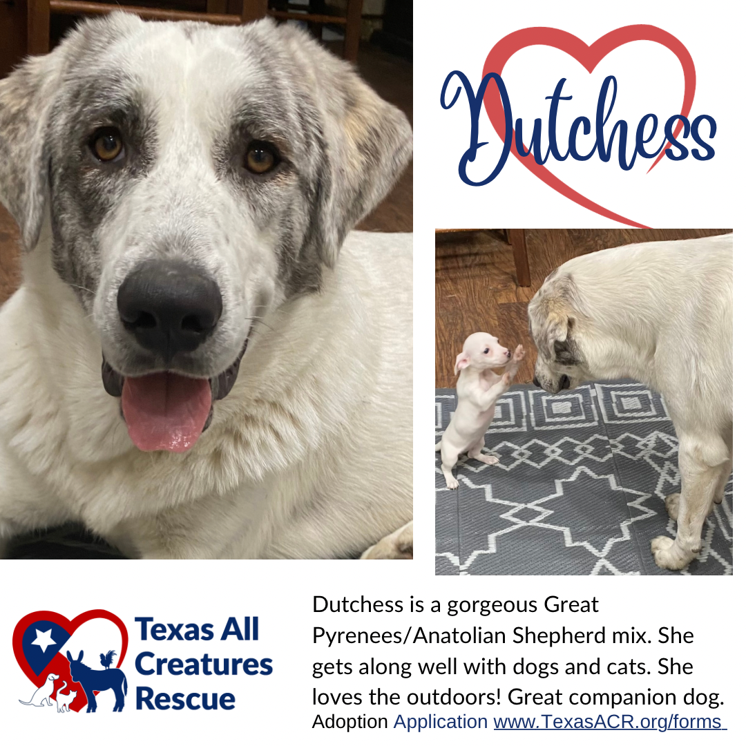 adoptable Dog in Lillian, TX named Dutchess