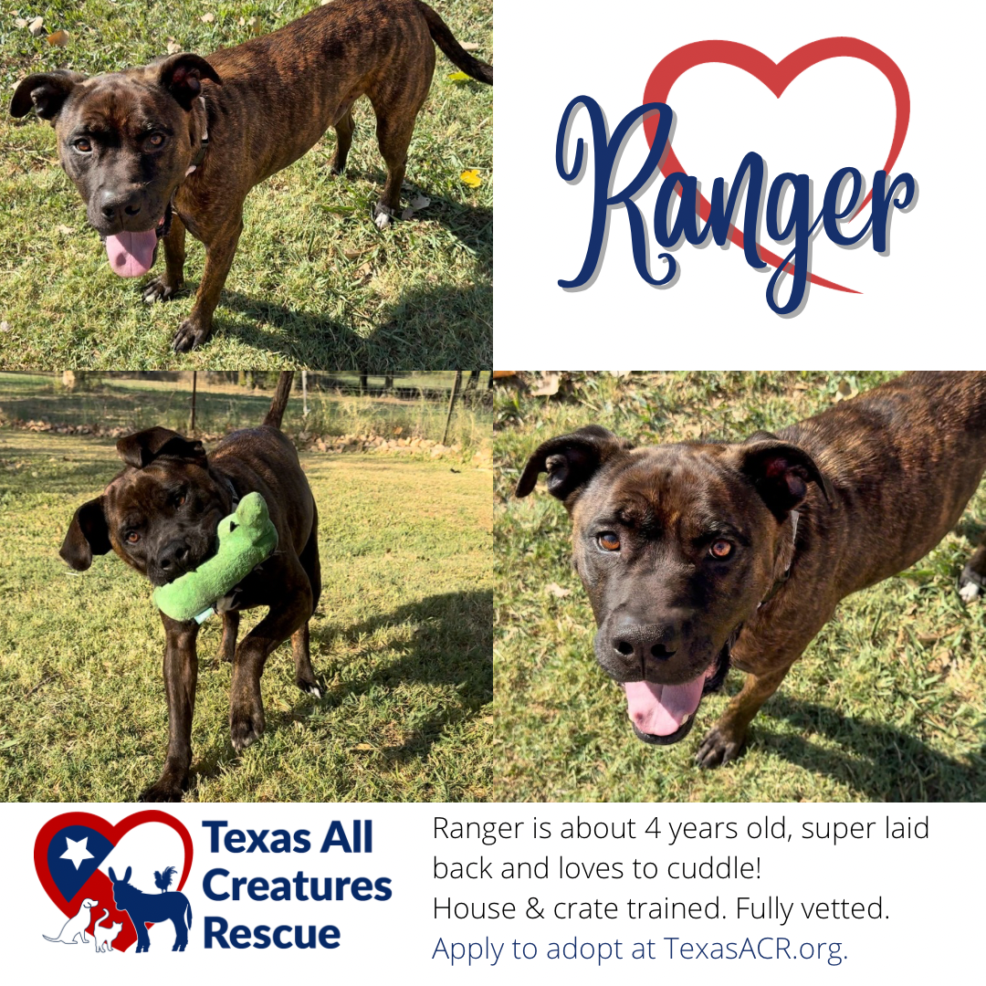 adoptable Dog in Lillian, TX named Ranger