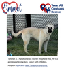 Emmet