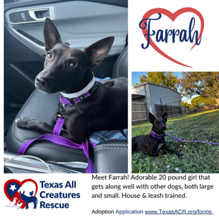 adoptable Dog in Lillian, TX named Farrah