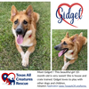 adoptable Dog in  named Gidget