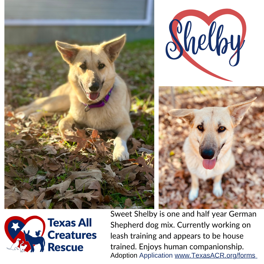 adoptable Dog in Lillian, TX named Shelby