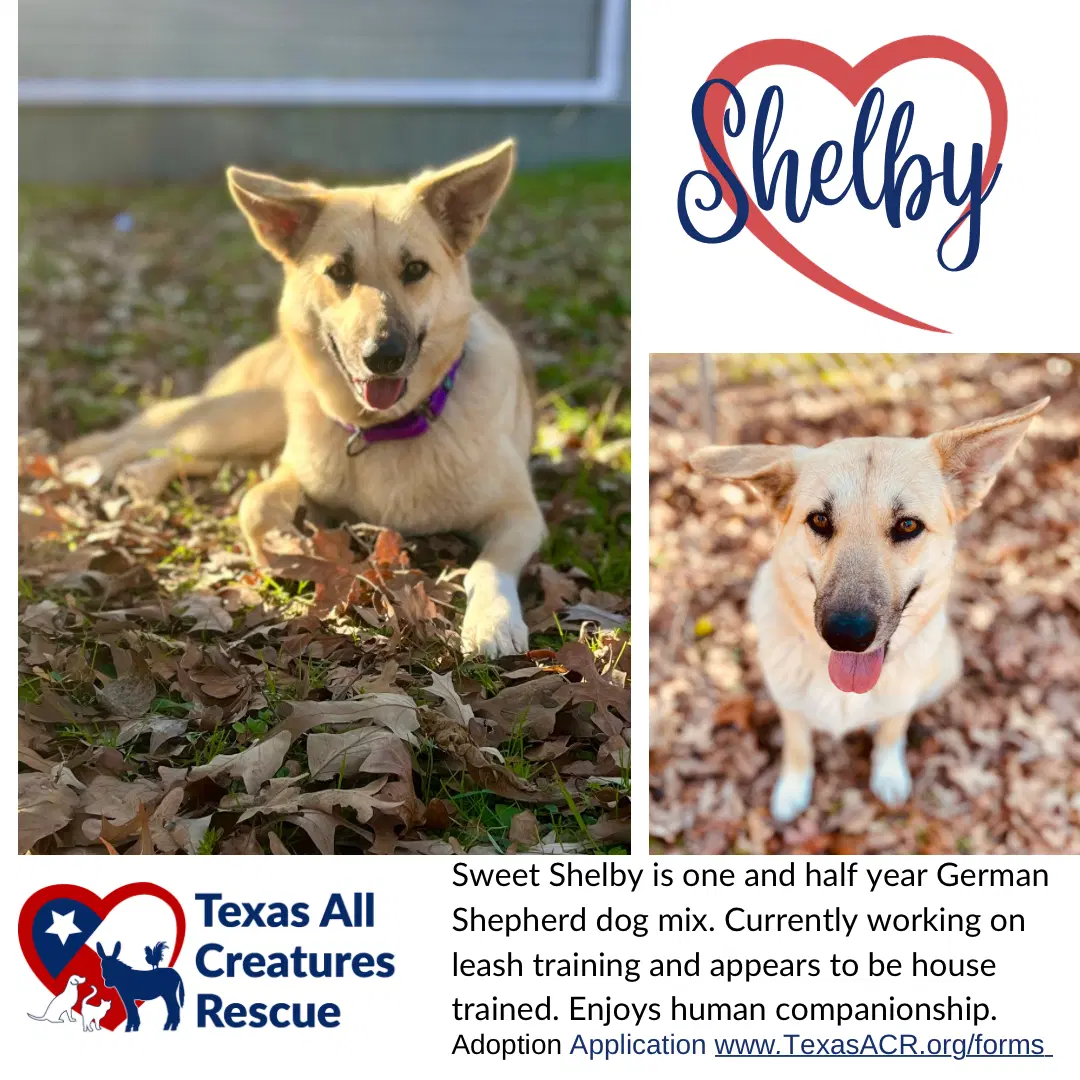Shelby - German Shepherd Dog