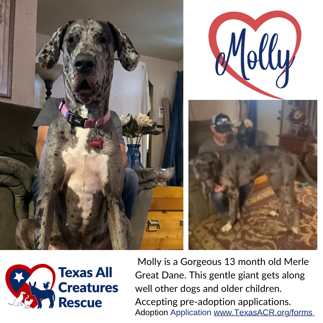 Dog adoption in Lillian, TX 76061 Great Dane Dog "Molly"