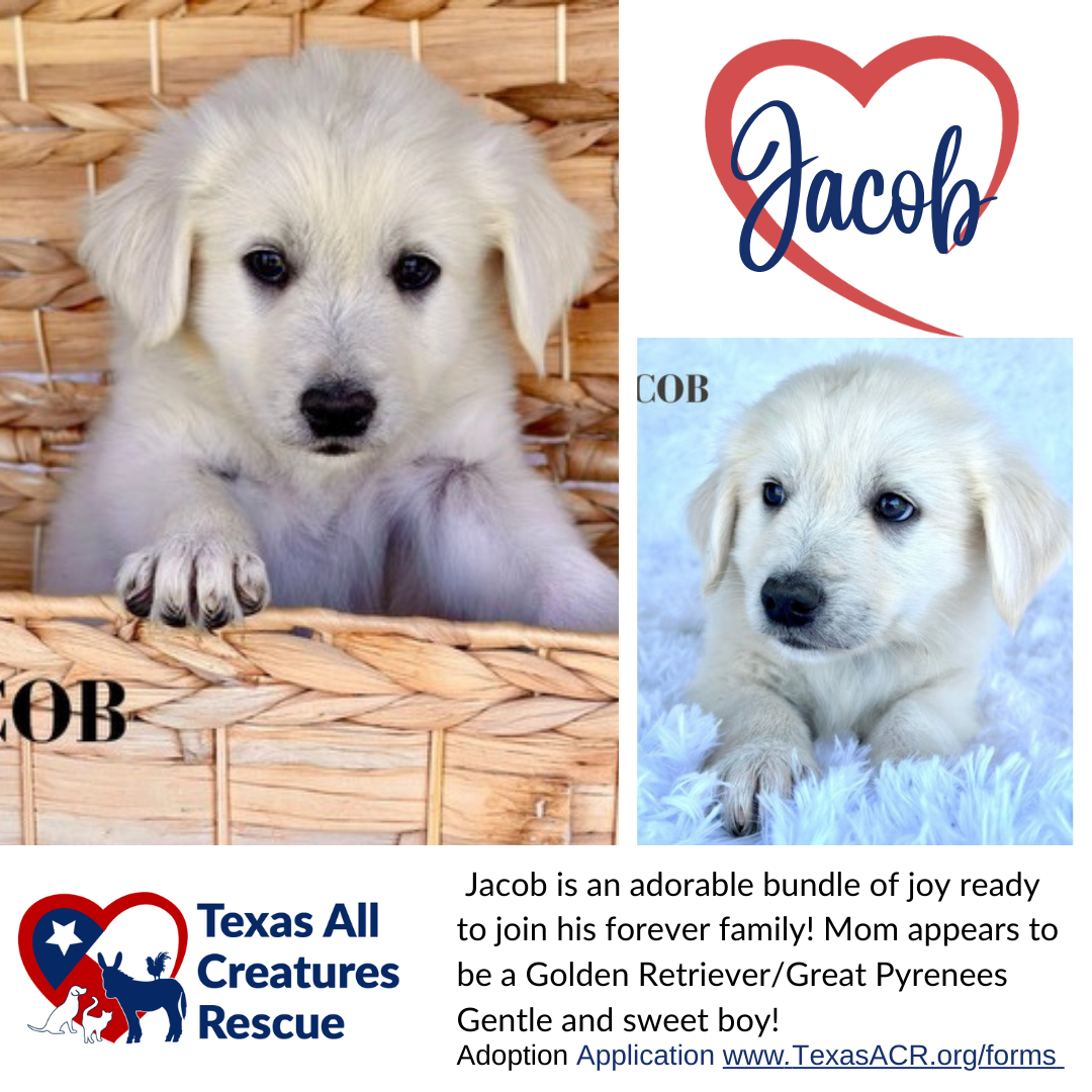 adoptable Dog in Lillian, TX named Jacob