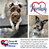 adoptable Dog in  named Hershey