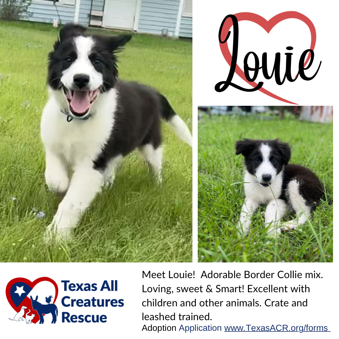 adoptable Dog in Lillian, TX named Louie