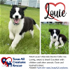 adoptable Dog in  named Louie