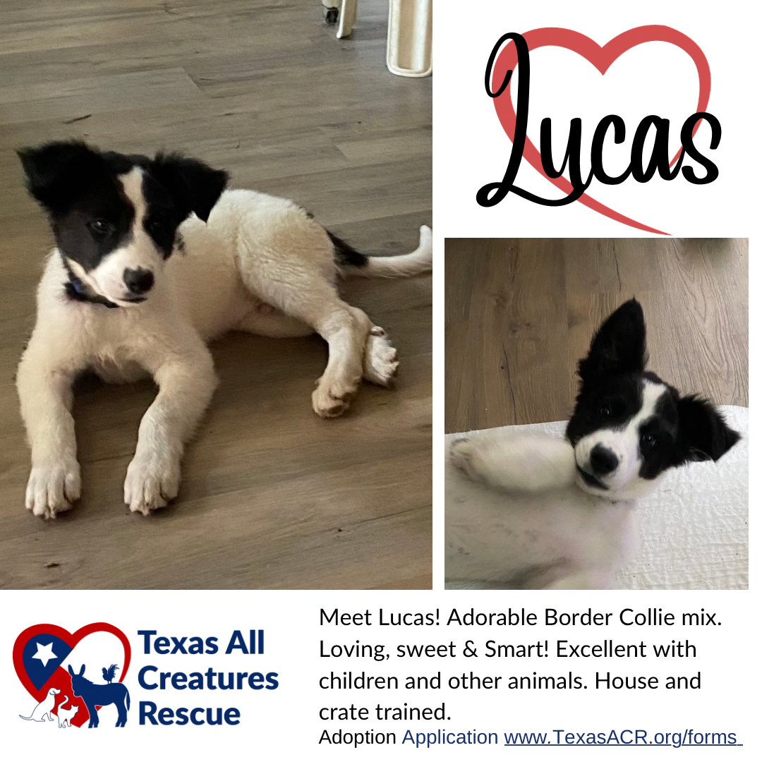 adoptable Dog in Lillian, TX named Lucas