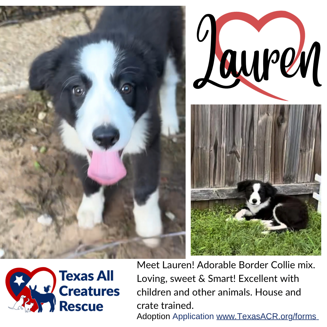 adoptable Dog in Lillian, TX named Lauren