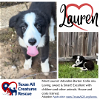adoptable Dog in  named Lauren