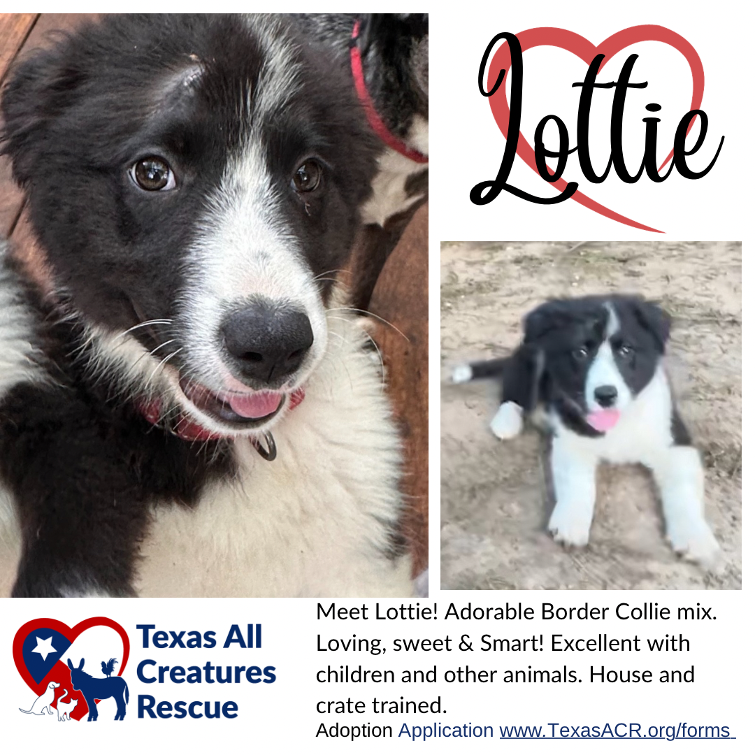 adoptable Dog in Lillian, TX named Lottie