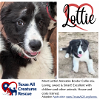 adoptable Dog in  named Lottie
