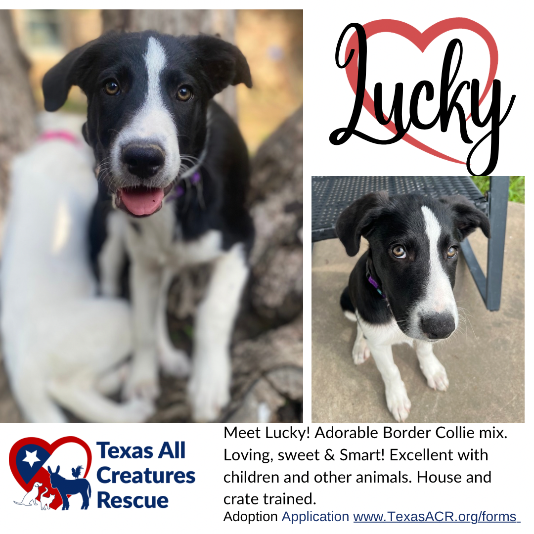 adoptable Dog in Lillian, TX named Lucky