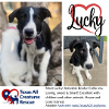 adoptable Dog in  named Lucky