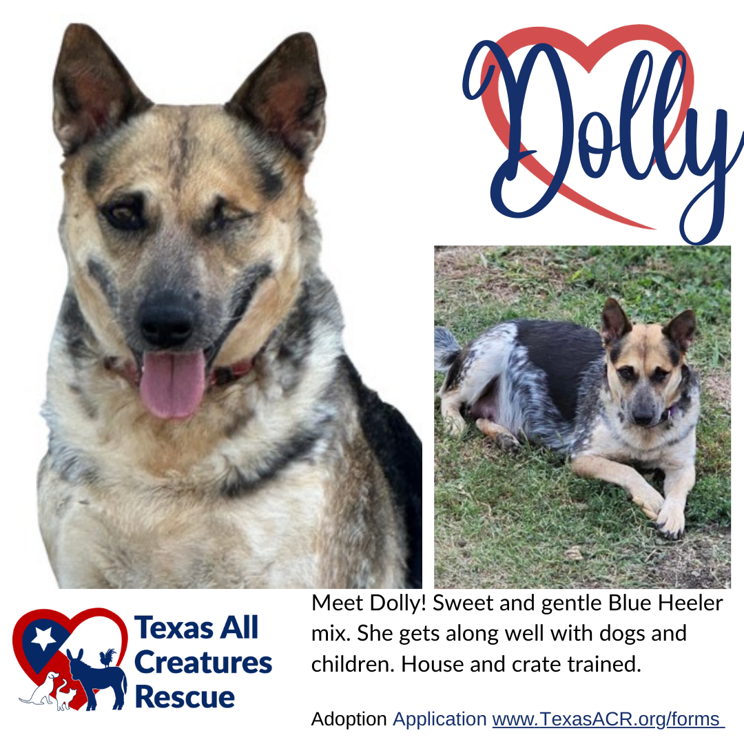 adoptable Dog in Lillian, TX named Dolly