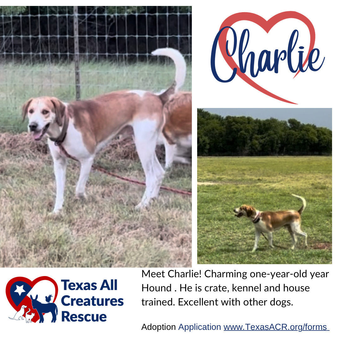 adoptable Dog in Lillian, TX named Charlie