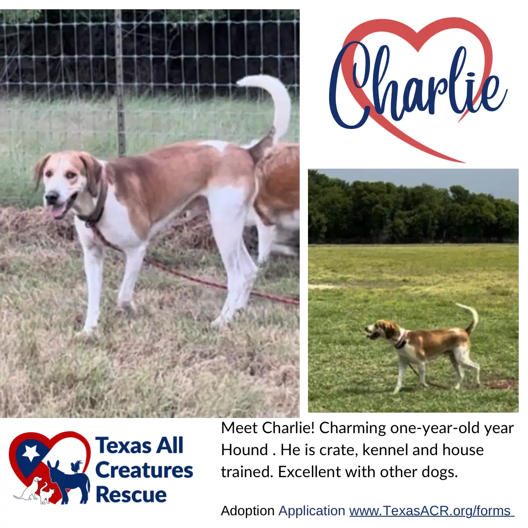 Charlie - Hound