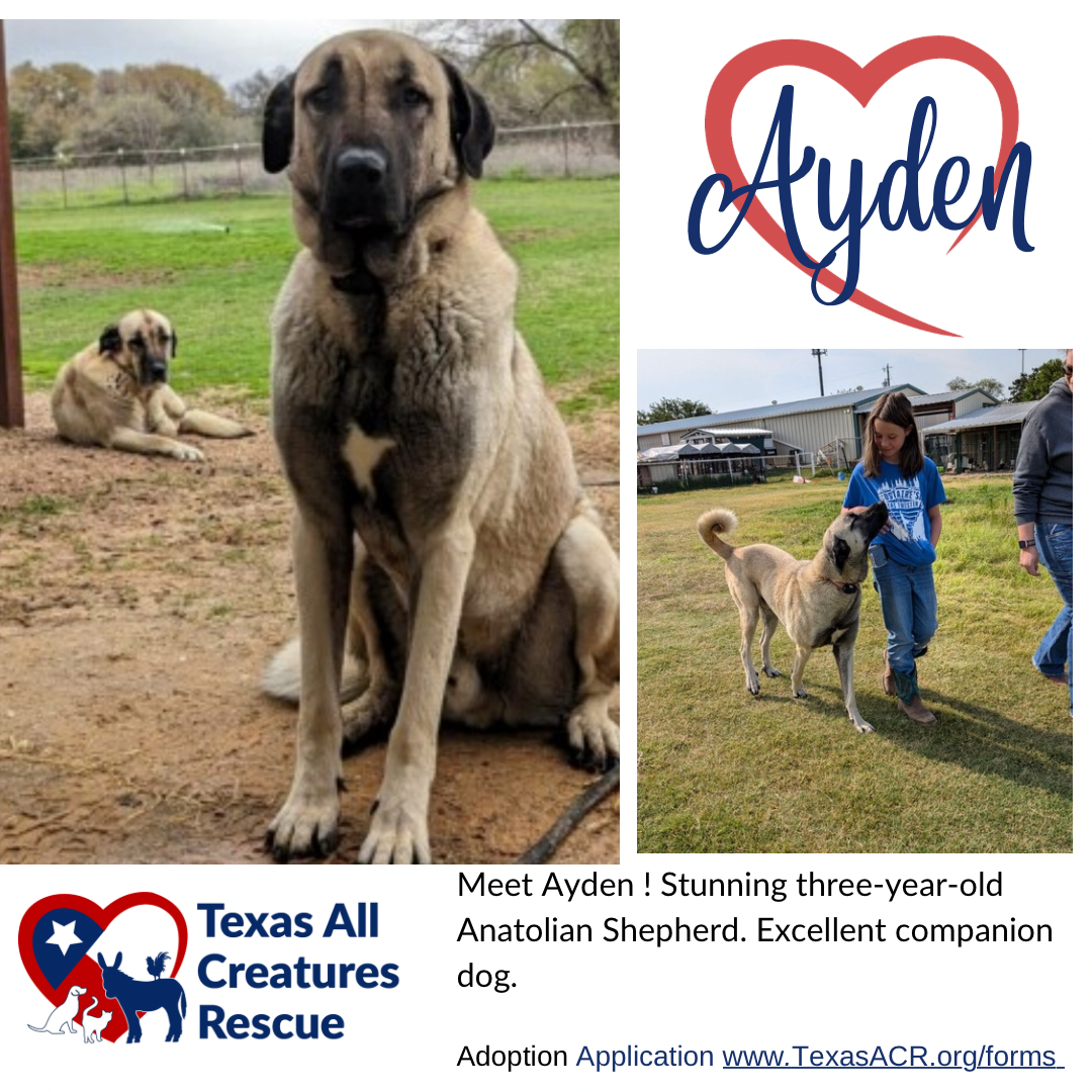 Ayden Image
