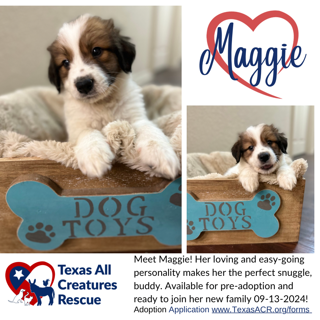 adoptable Dog in Lillian, TX named Maggie