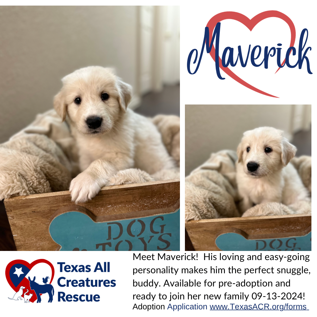 adoptable Dog in Lillian, TX named Maverick