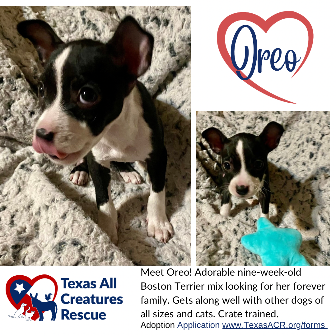 adoptable Dog in Lillian, TX named Oreo