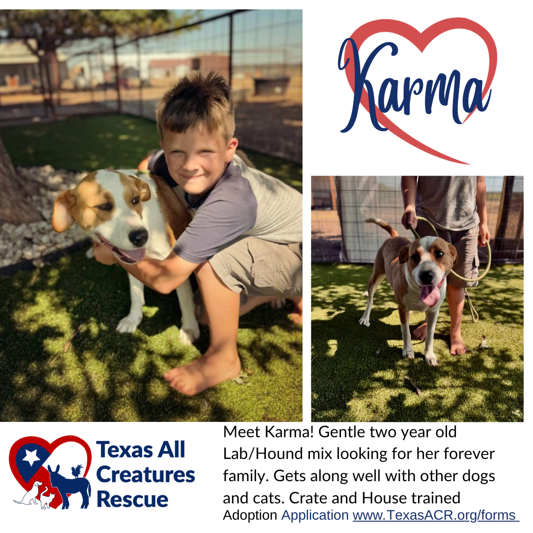 adoptable Dog in Lillian, TX named Karma