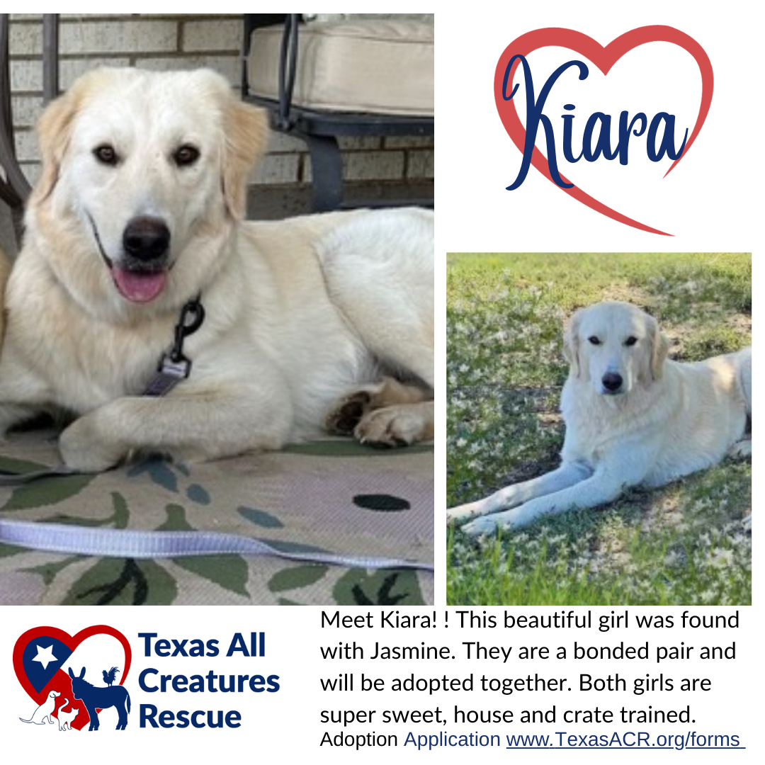 adoptable Dog in Lillian, TX named Kiara