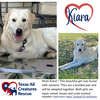 adoptable Dog in  named Kiara