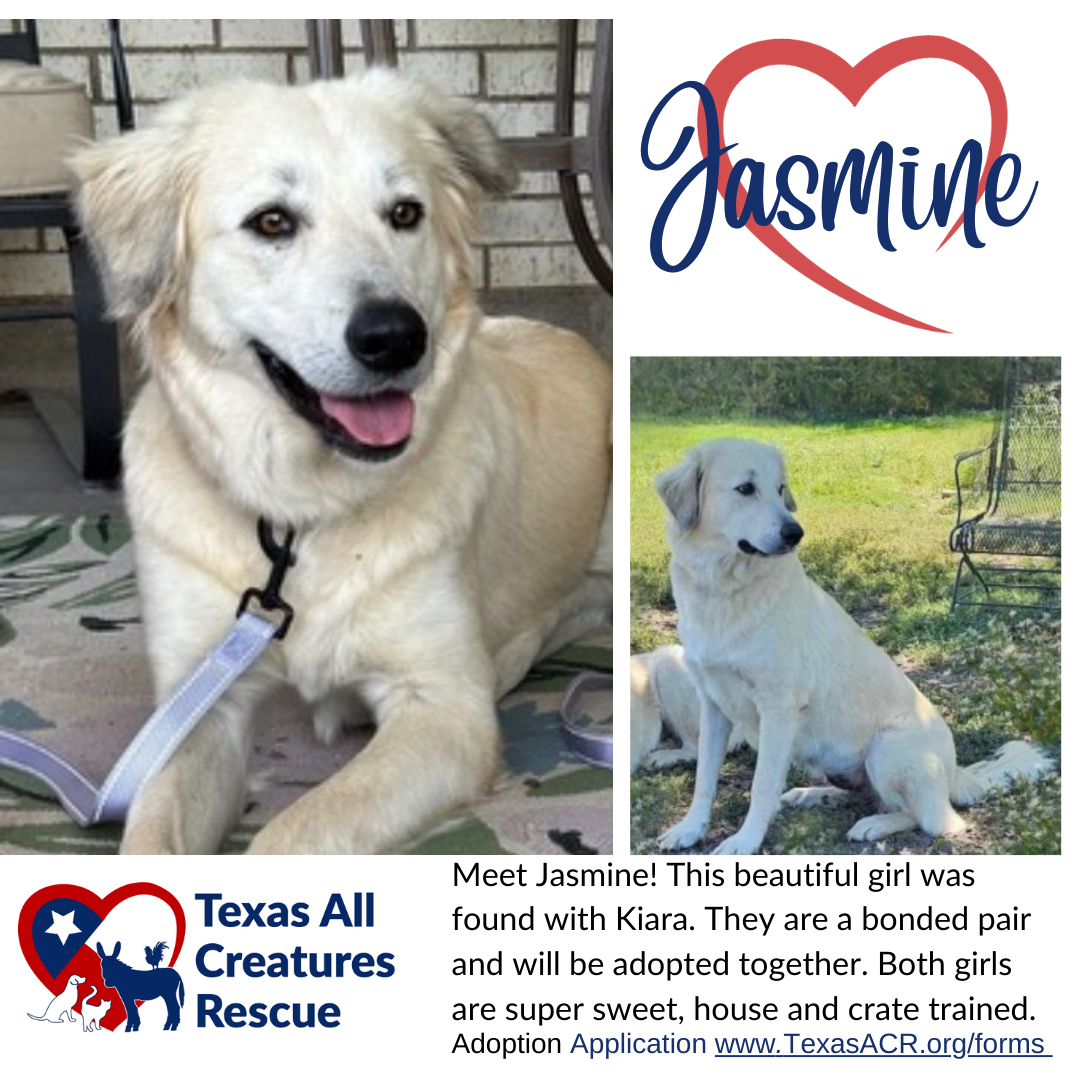 adoptable Dog in Lillian, TX named Jasmine