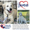 adoptable Dog in  named Jasmine