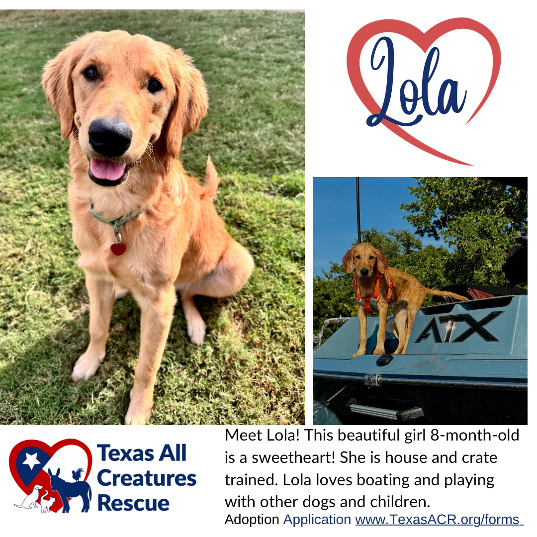 adoptable Dog in Lillian, TX named Lola