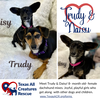 Trudy & Daisy