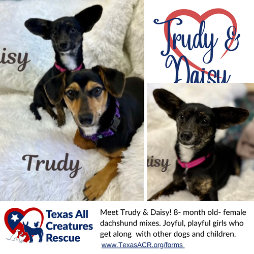 Daisy & Trudy