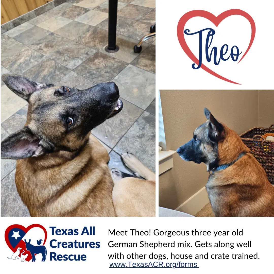 Theo - German Shepherd Dog