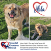 Nala