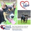 Tyber