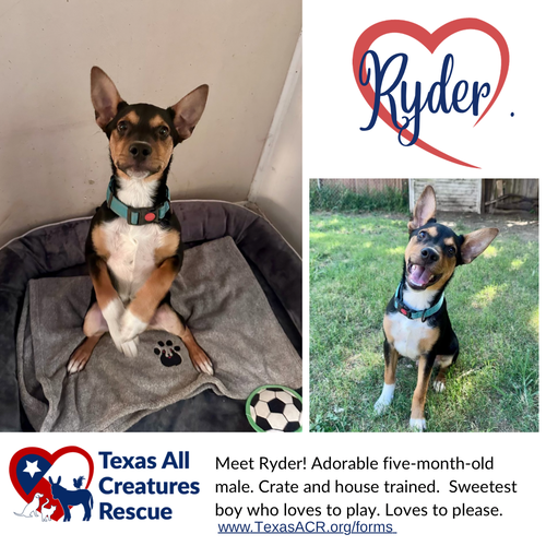 Ryder