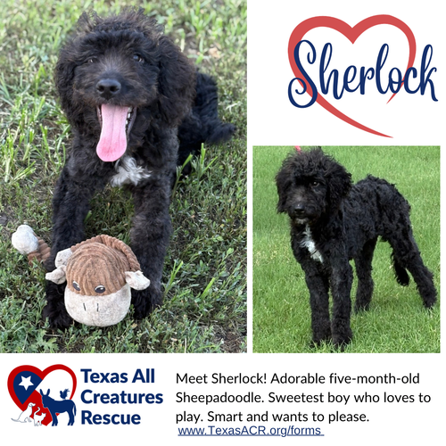 Sherlock