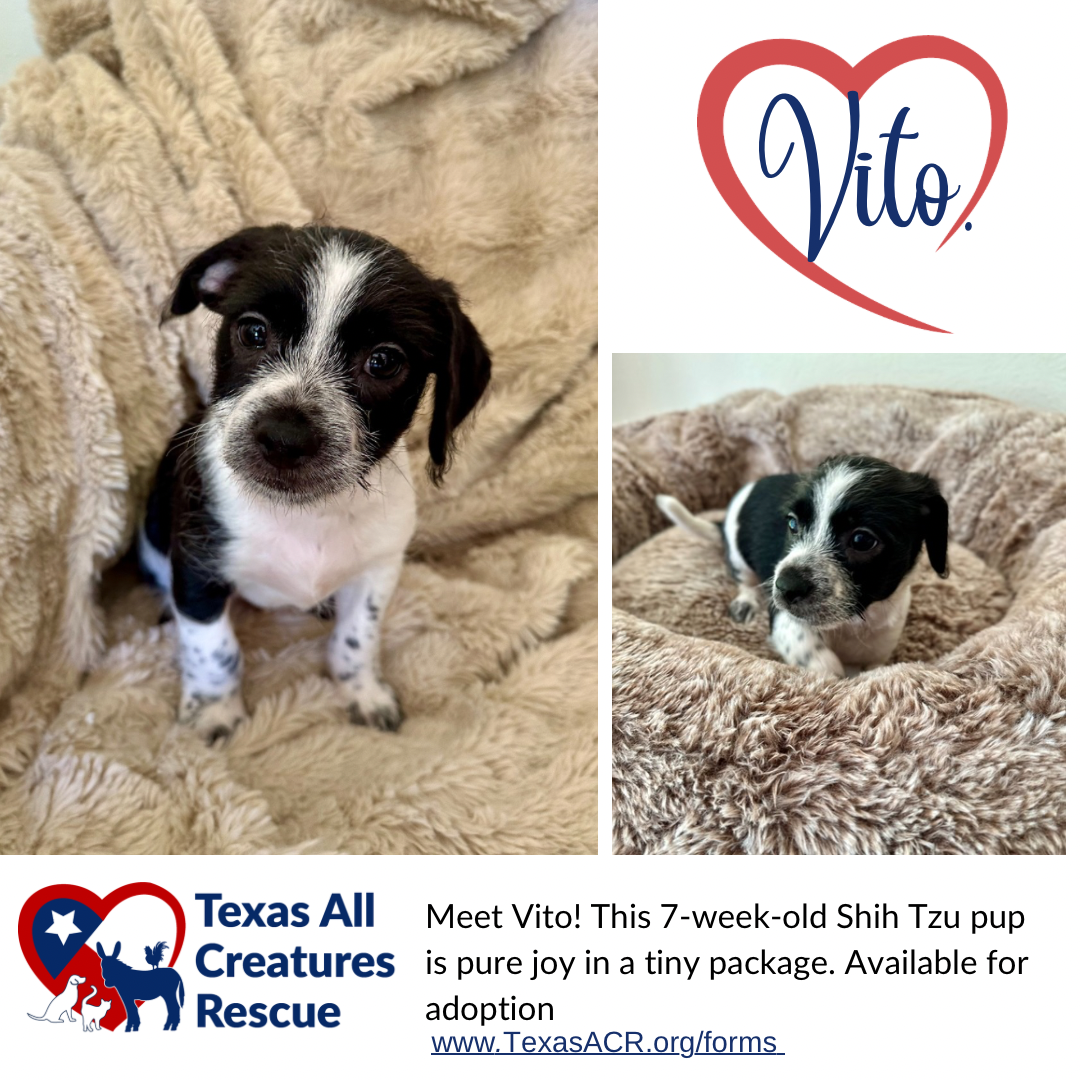 adoptable Dog in Lillian, TX named Vito
