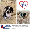 adoptable Dog in  named Vito