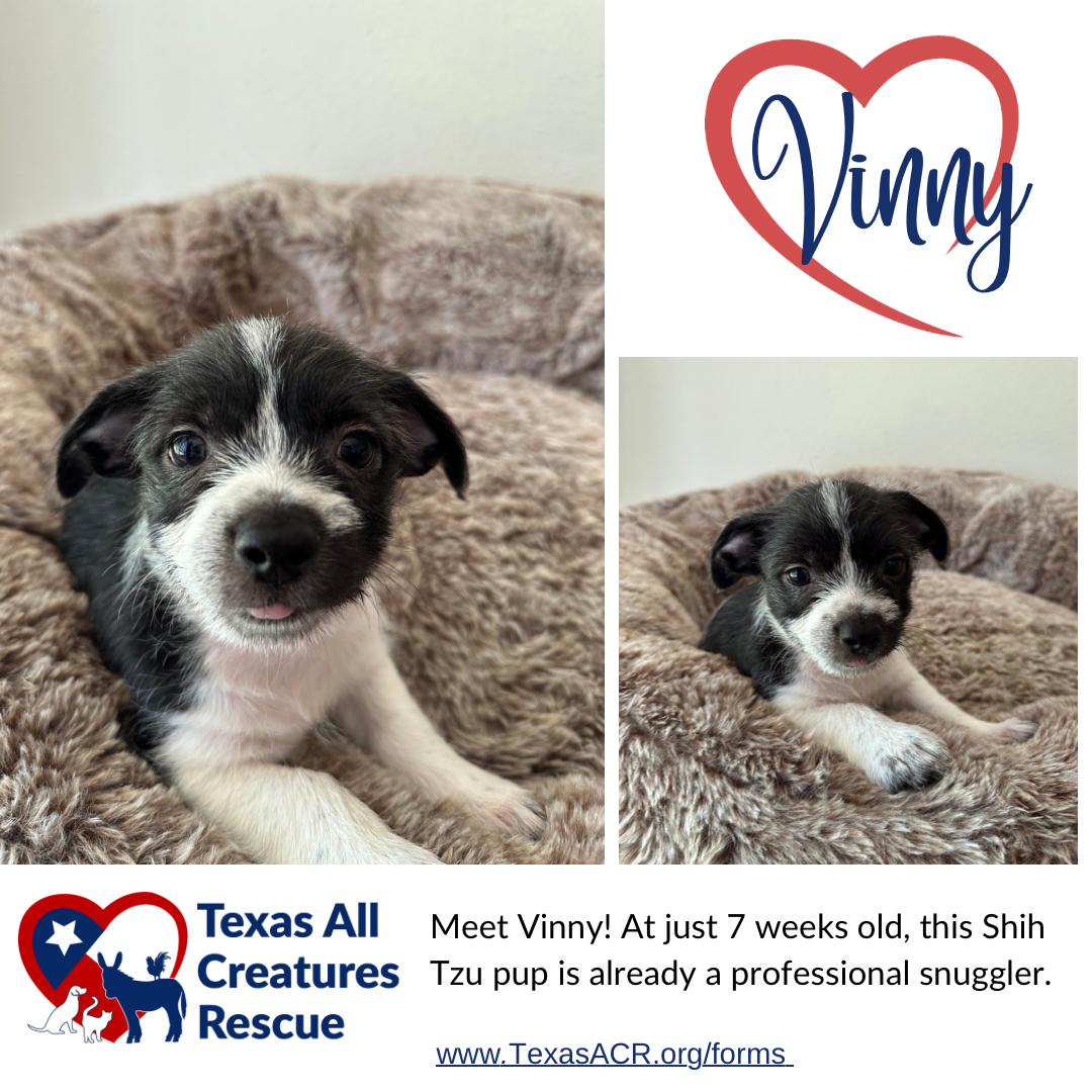 adoptable Dog in Lillian, TX named Vinny