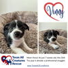 adoptable Dog in  named Vinny