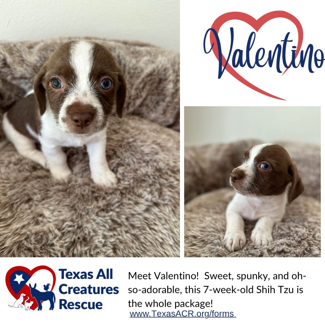 adoptable Dog in Lillian, TX named Valentino
