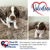 adoptable Dog in  named Valentino