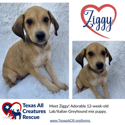 Ziggy