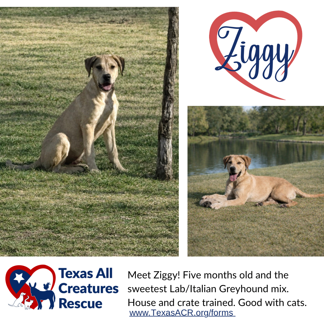 Ziggy Image