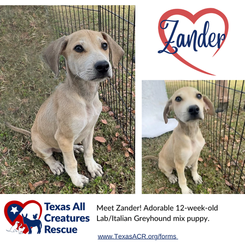 Zander