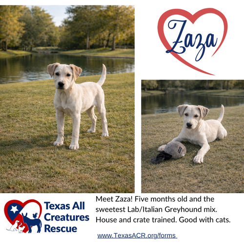 ZAZA - Labrador Retriever / Italian Greyhound available for adoption